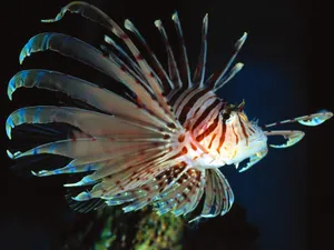 海地世界 第五辑_9