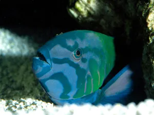 海地世界 第五辑_14