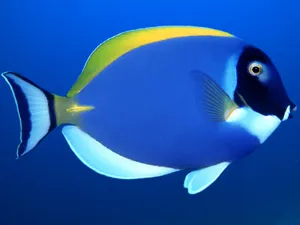 海地世界 第五辑_16