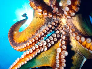 海地世界 第四辑_5