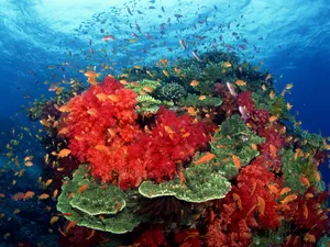 海地世界 第四辑_18