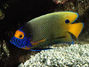 海地世界 第三辑_8