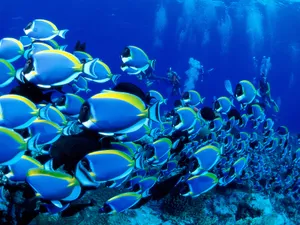 海地世界 第三辑_17
