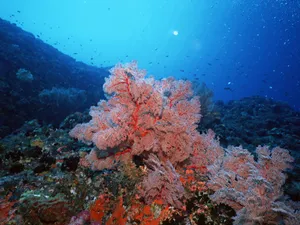 海地世界 第一辑_18