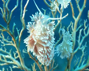 珊瑚海葵 第二辑第1张