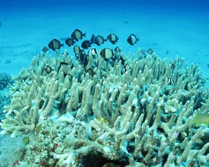 珊瑚海葵 第二辑_2