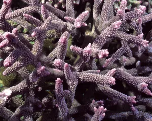 珊瑚海葵 第二辑_5