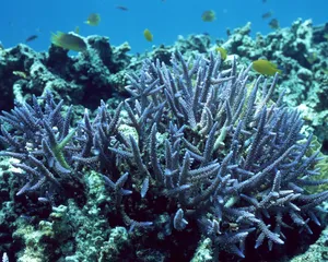 珊瑚海葵 第二辑_6