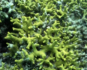 珊瑚海葵 第二辑_7