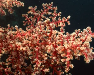 珊瑚海葵 第二辑_8