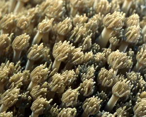 珊瑚海葵 第二辑_10