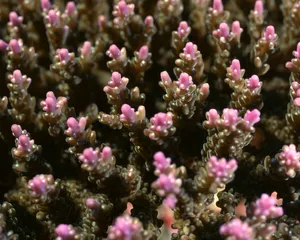 珊瑚海葵 第二辑_11