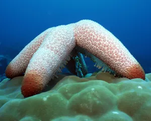 珊瑚海葵 第二辑_13