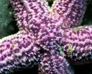 珊瑚海葵 第二辑_17
