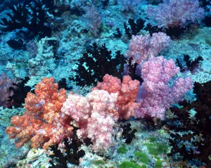珊瑚海葵 第二辑_18