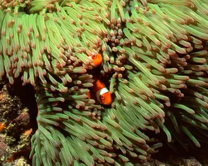 珊瑚海葵 第一辑_2