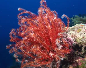 珊瑚海葵 第一辑_3