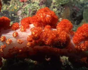 珊瑚海葵 第一辑_10