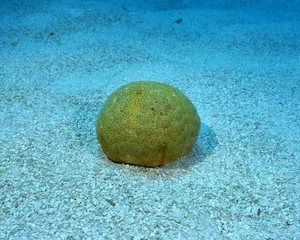 珊瑚海葵 第一辑_16