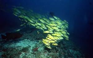 海地鱼群 第一辑_3