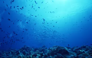 海地鱼群 第一辑_5