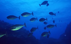 海地鱼群 第一辑_6
