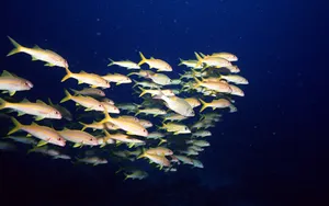 海地鱼群 第一辑_11