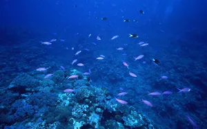 海地鱼群 第一辑_12