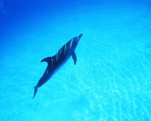 海豚特写 第二辑_2