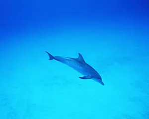 海豚特写 第二辑_3