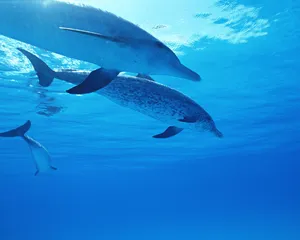 海豚特写 第二辑_6