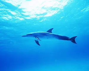 海豚特写 第二辑_7