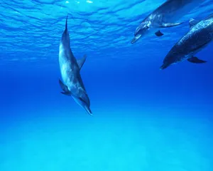 海豚特写 第二辑_11