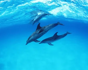 海豚特写 第二辑_13