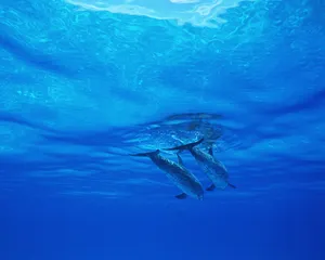 海豚特写 第二辑_14