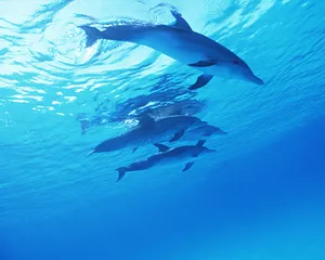 海豚特写 第二辑_16