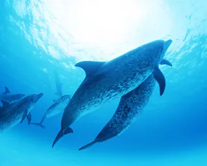 海豚特写 第二辑_17