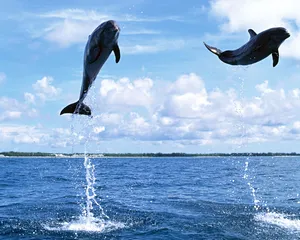 海豚特写 第一辑