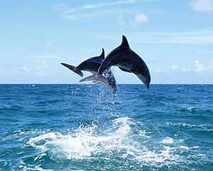 海豚特写 第一辑_13