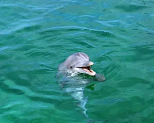 海豚特写 第一辑_15