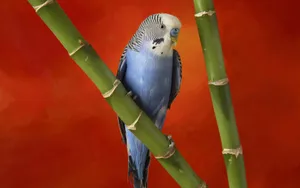 宽屏鸟类写真 第二辑_17