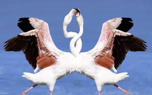 宽屏鸟类写真 第一辑_2