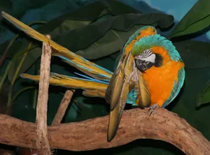鹦鹉写真 第一辑_2