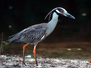 鸟类写真 第四辑_7