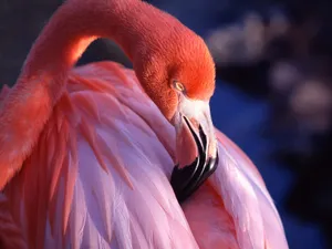 鸟类写真 第四辑_10