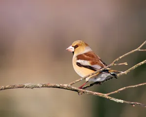 鸟类写真 第二辑_2