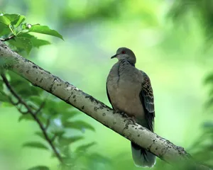 鸟类写真 第二辑_5