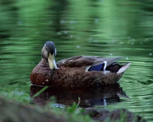 鸟类写真 第二辑_9