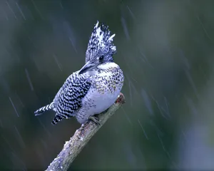 鸟类写真 第二辑_10