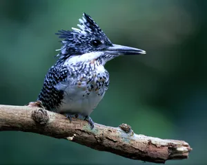 鸟类写真 第二辑_11